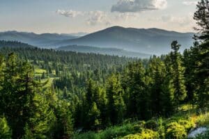 Kraje oszukują w drodze do neutralności klimatycznej, nadmiernie polegając na lasach