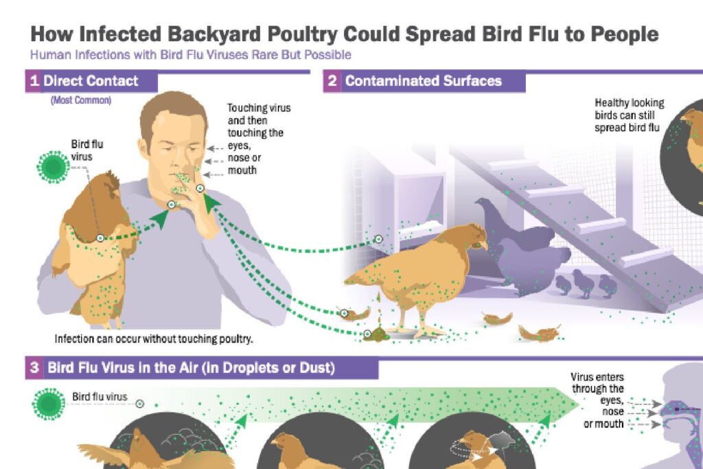 Amerykańskie CDC potwierdza pierwszy poważny przypadek ptasiej grypy H5N1 w USA