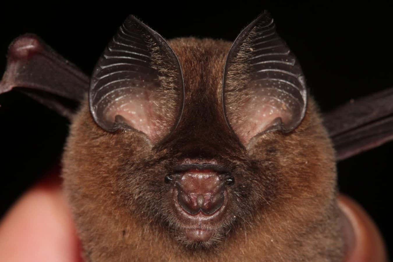 Nietoperz Hipposideros kingstonae