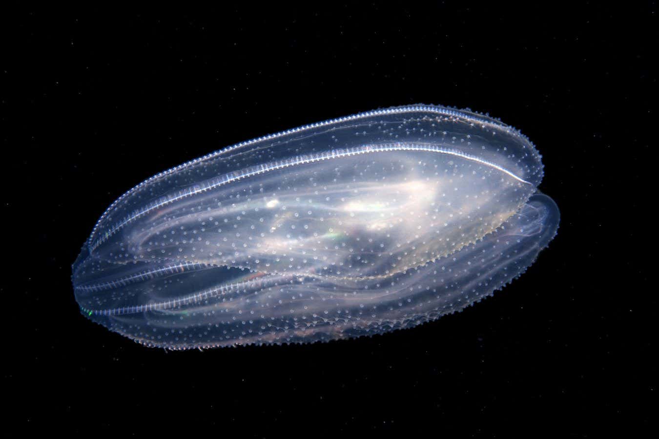 Meduza grzebieniowa (Mnemiopsis leidyi)